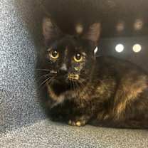 Thumbnail photo of Miss Vida #1