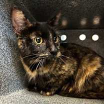 Thumbnail photo of Miss Vida #2