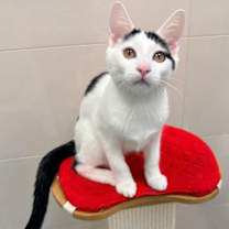 Thumbnail photo of Pike #2