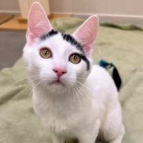 Thumbnail photo of Pike #3