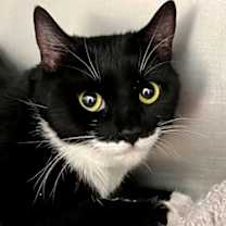 Thumbnail photo of *MENORAH* #2