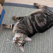 Thumbnail photo of Madeleine #3