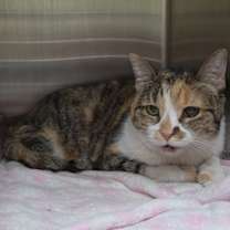 Thumbnail photo of Hayami #1