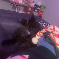 Thumbnail photo of Milo & Gizmo #4