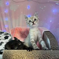 Thumbnail photo of Iris #3