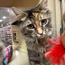 Thumbnail photo of Aphrodite #4