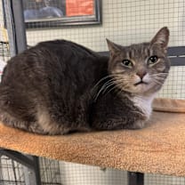 Thumbnail photo of Sunflower #1