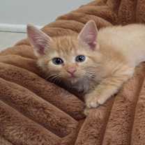 Thumbnail photo of Thurston Howell III #1