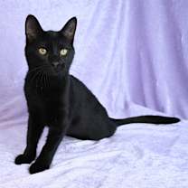 Thumbnail photo of Bunny #1