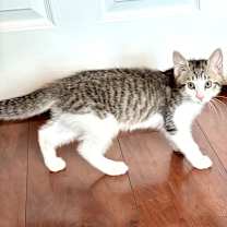 Thumbnail photo of Mickey #1