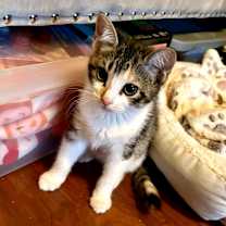 Thumbnail photo of Molly #3