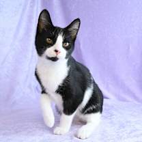 Thumbnail photo of Gator #2