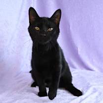 Thumbnail photo of Bunny #2