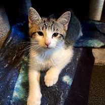 Thumbnail photo of Mickey #2