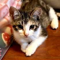 Thumbnail photo of Molly #4