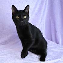 Thumbnail photo of Bunny #3