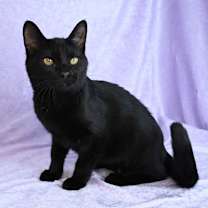 Thumbnail photo of Bunny #4