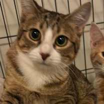 Thumbnail photo of Fury #1