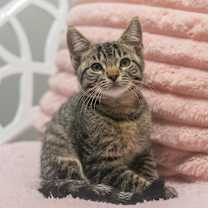 Thumbnail photo of Perseus #1