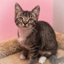 Thumbnail photo of Persephone #1