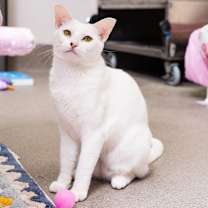 Thumbnail photo of Cleo #1