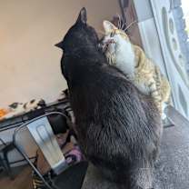 Thumbnail photo of Fury #2