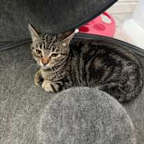 Thumbnail photo of Calla #2