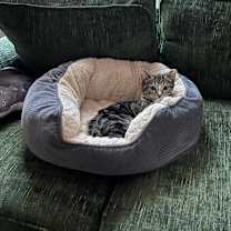 Thumbnail photo of Tabby #2