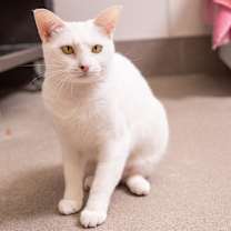 Thumbnail photo of Cleo #4