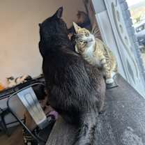 Thumbnail photo of Fury #4