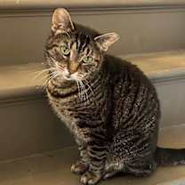 Thumbnail photo of Calendula #3