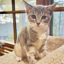 Thumbnail photo of Blossom #1