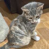 Thumbnail photo of Blossom #4