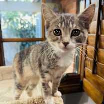 Thumbnail photo of Blossom #3