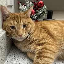 Thumbnail photo of Toastie #3