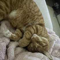 Thumbnail photo of Toastie #4