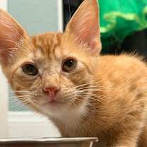 Thumbnail photo of Indiana #2