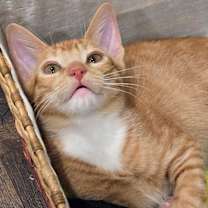 Thumbnail photo of Indiana #4