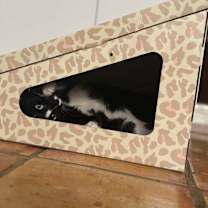 Thumbnail photo of Riven #3