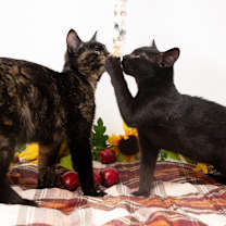 Thumbnail photo of Rae Rae #4