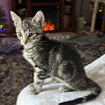 Thumbnail photo of Dumpling AH #1