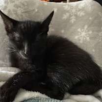 Thumbnail photo of Thai AH #1