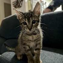 Thumbnail photo of Mr. Big AH #2