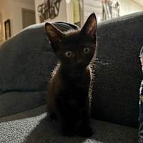 Thumbnail photo of Thai AH #2