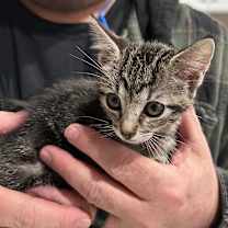 Thumbnail photo of Dumpling AH #3