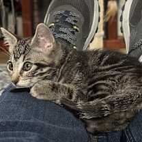 Thumbnail photo of Dumpling AH #4