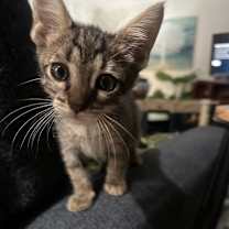 Thumbnail photo of Dumpling AH #2