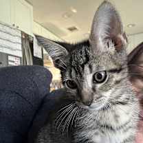 Thumbnail photo of Mr. Big AH #3