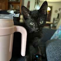 Thumbnail photo of Thai AH #3