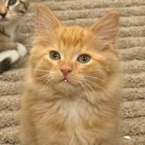 Thumbnail photo of Jack Frost #1